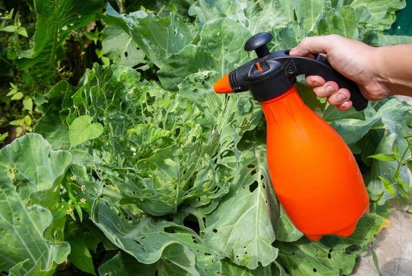 Rociando una cabeza de repollo en el jardín.