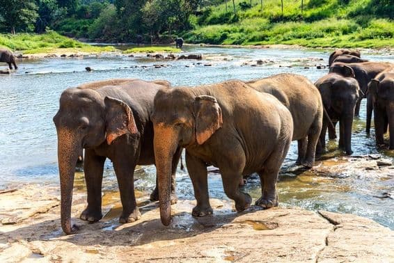 Una manada de elefantes en Sri Lanka en un día de verano.