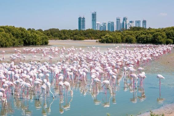 Miles de flamencos rosados (Phoenicopterus roseus) en la reserva de vida silvestre de Ras Al Khor en Dubái.