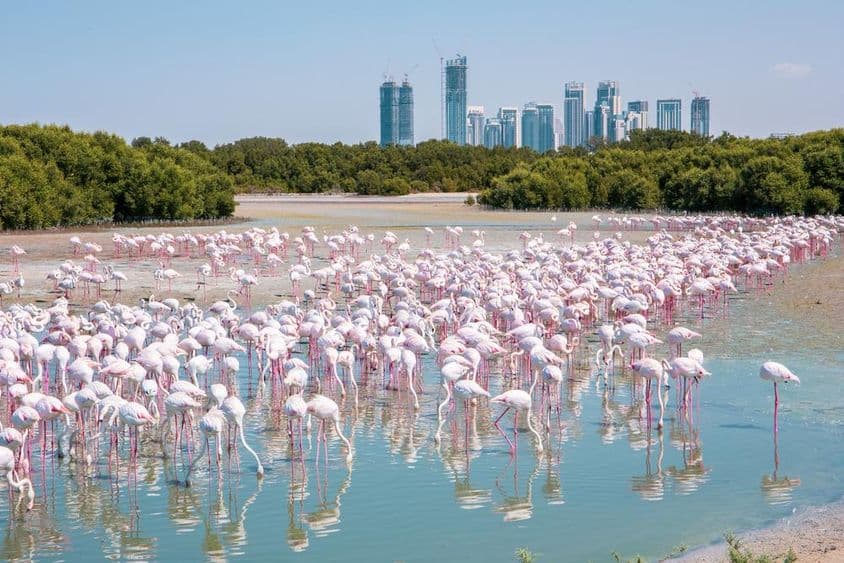 Miles de flamencos rosados (Phoenicopterus roseus) en la reserva de vida silvestre de Ras Al Khor en Dubái.
