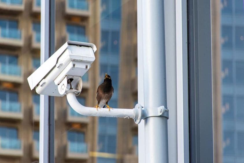 Pájaro sobre una cámara de seguridad CCTV en la ciudad de Dubái.