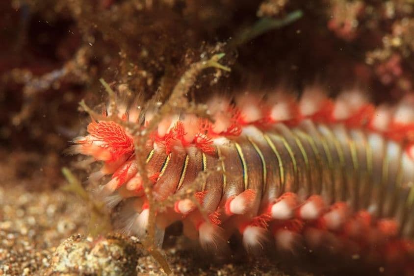 Gusano de fuego marino en el agua.