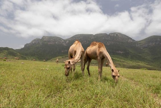 Camellos omaníes en Salalah.