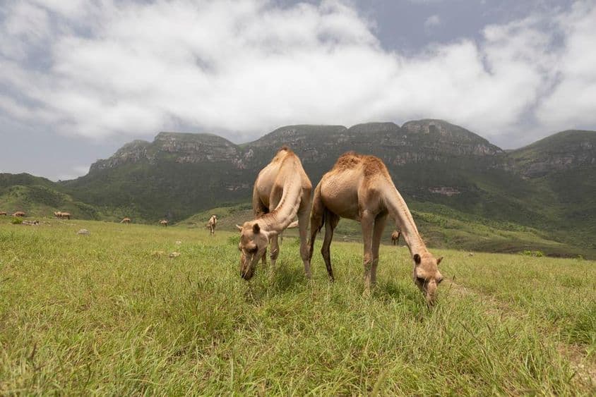 Camellos omaníes en Salalah.