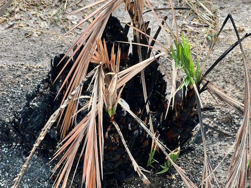 Palmera quemada con nuevo crecimiento verde.