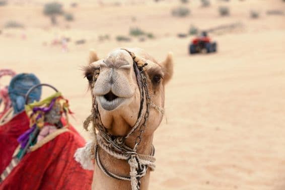 Un camello árabe en el desierto de Dubái.