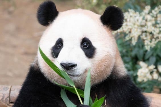 Panda gigante, Fu Bao, comiendo hojas de bambú.
