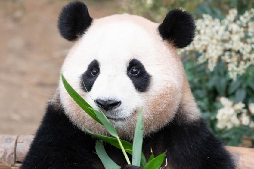 Panda gigante, Fu Bao, comiendo hojas de bambú.