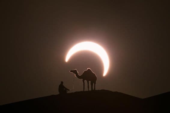 Eclipse solar anular en el desierto con la silueta de un camello dromedario.