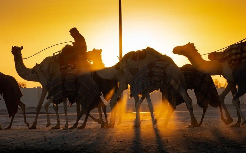 Camellos caminando al atardecer.