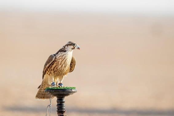 Halcón durante el entrenamiento en el desierto en Mesaieed, Qatar.