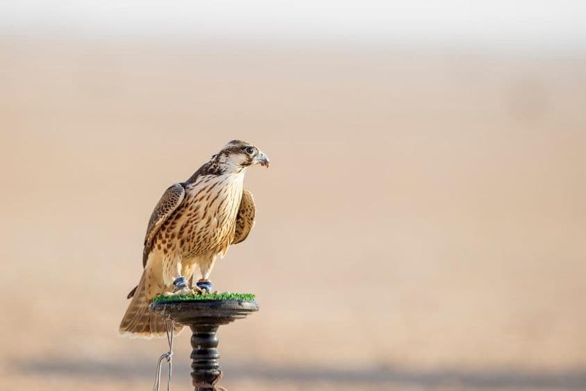 Halcón durante el entrenamiento en el desierto en Mesaieed, Qatar.