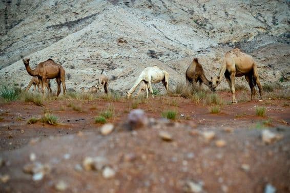 El área desértica de Al Faya en el distrito de Sharjah, recién registrada como Patrimonio Mundial de la UNESCO.