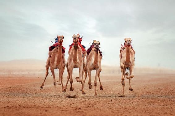 Pista de carreras de camellos Shahaniyah, Catar.