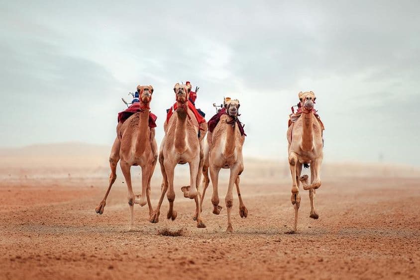 Pista de carreras de camellos Shahaniyah, Catar.