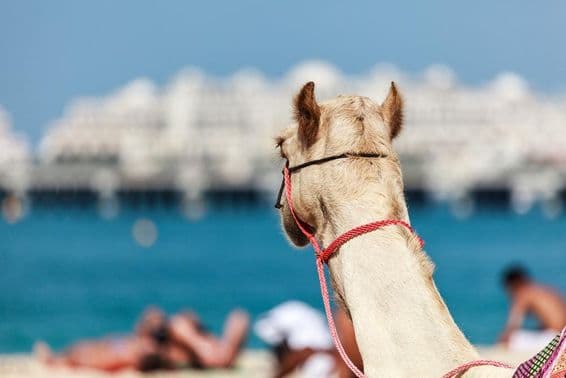 Montar en camello es muy popular en invierno y clima frío en Dubái.