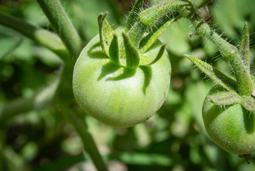 Dubái, Emiratos Árabes Unidos, un tomate verde.