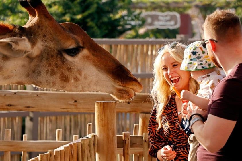 Familia disfrutando de alimentar jirafas en el Dubai Safari Park.