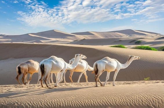 Un grupo de camellos caminando en el desierto de Liwa, Abu Dhabi.