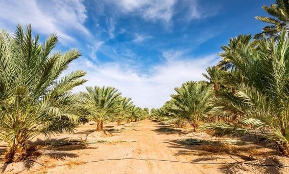 Plantación de palmeras jóvenes para producción de alimentos saludables.