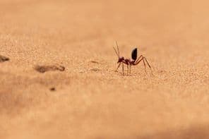 Hormiga del desierto del Sahara corriendo sobre dunas de arena en Ras al Khaimah.