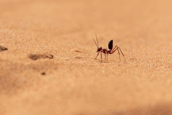 Hormiga del desierto del Sahara corriendo sobre dunas de arena en Ras al Khaimah.