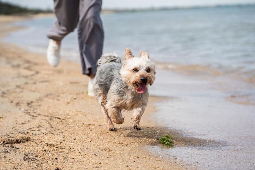 Una persona paseando un perro en la playa.
