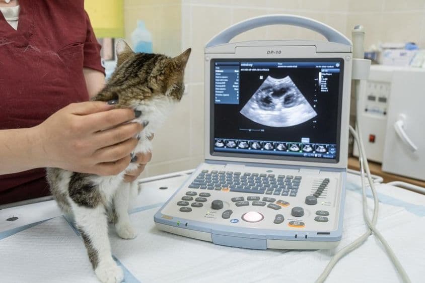 Un gatito sentado frente a una máquina de ultrasonido en una clínica veterinaria moderna.