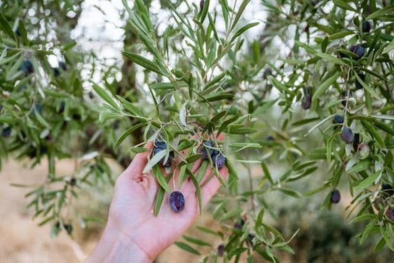 Una mano sosteniendo una aceituna azul en un olivo.