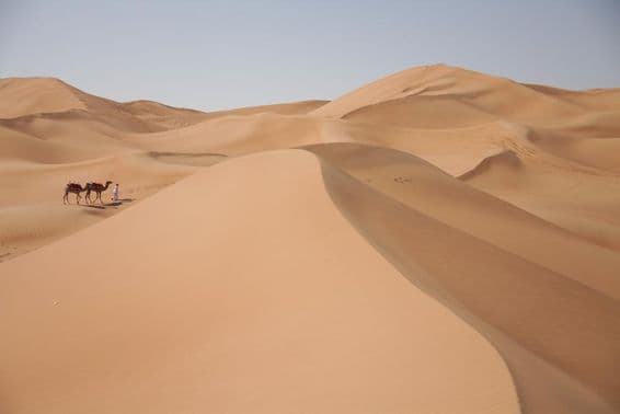Camellos en el desierto en Dubái.