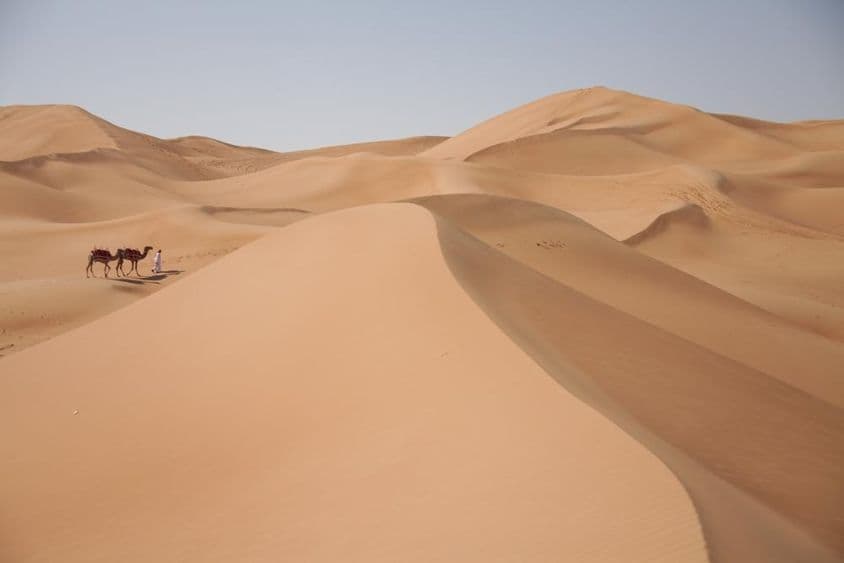 Camellos en el desierto en Dubái.
