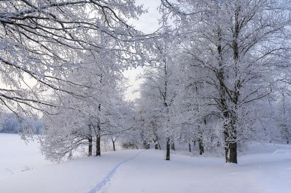 Día nevado, árboles congelados y camino a través del bosque