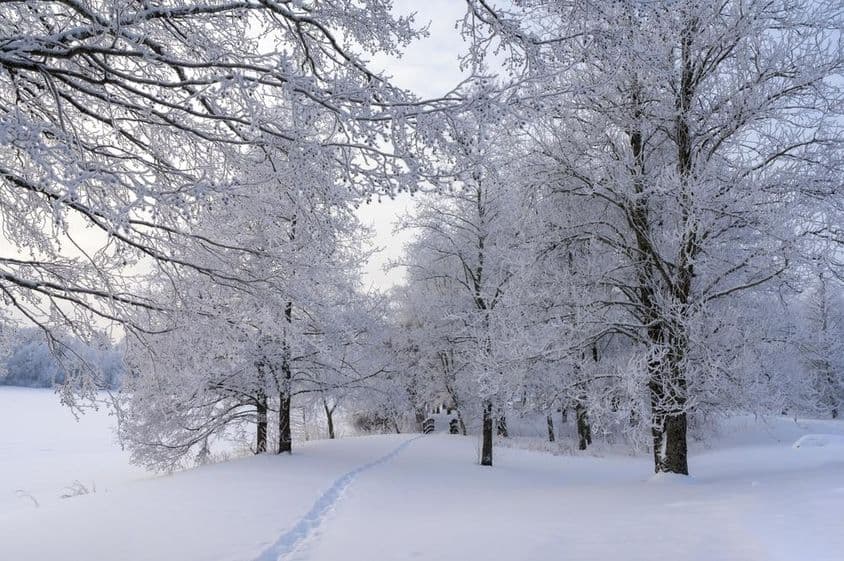 Día nevado, árboles congelados y camino a través del bosque
