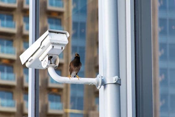 Pájaro en cámara de seguridad CCTV en la ciudad de Dubai.