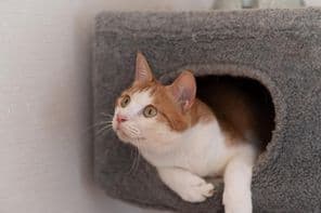 Gato descansando en una torre para gatos.