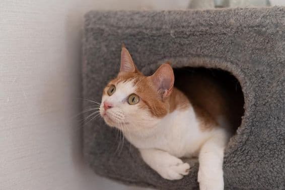 Gato descansando en una torre para gatos.