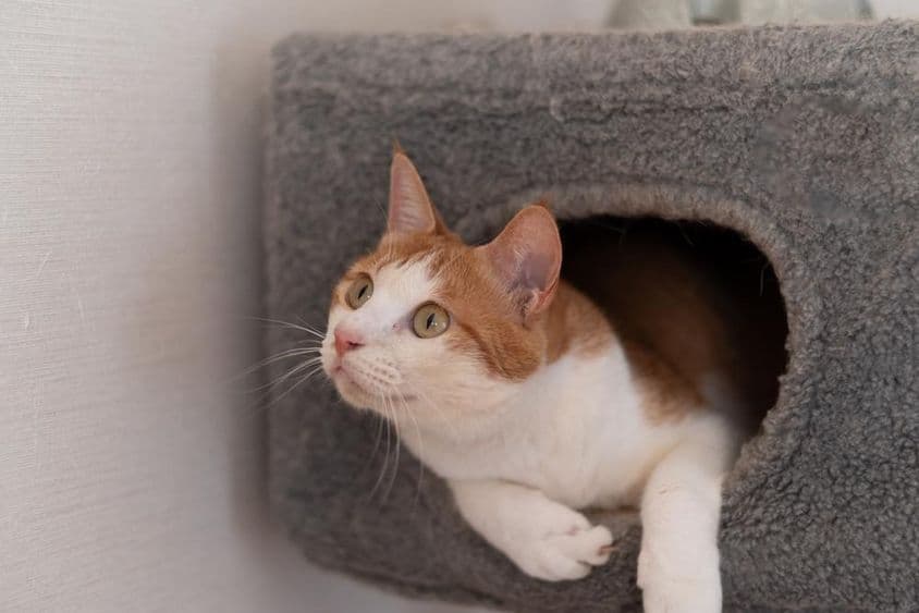 Gato descansando en una torre para gatos.