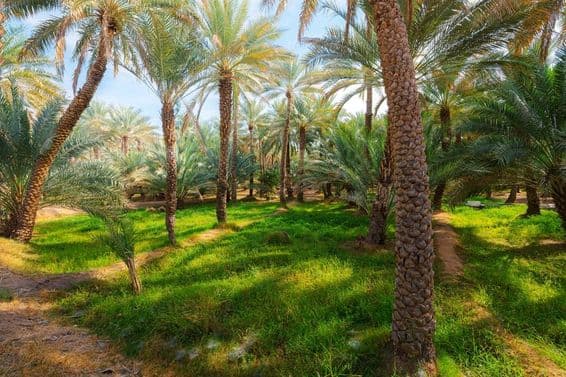 Palmeras datileras en el oasis cultural y jardín botánico de Al Ain.
