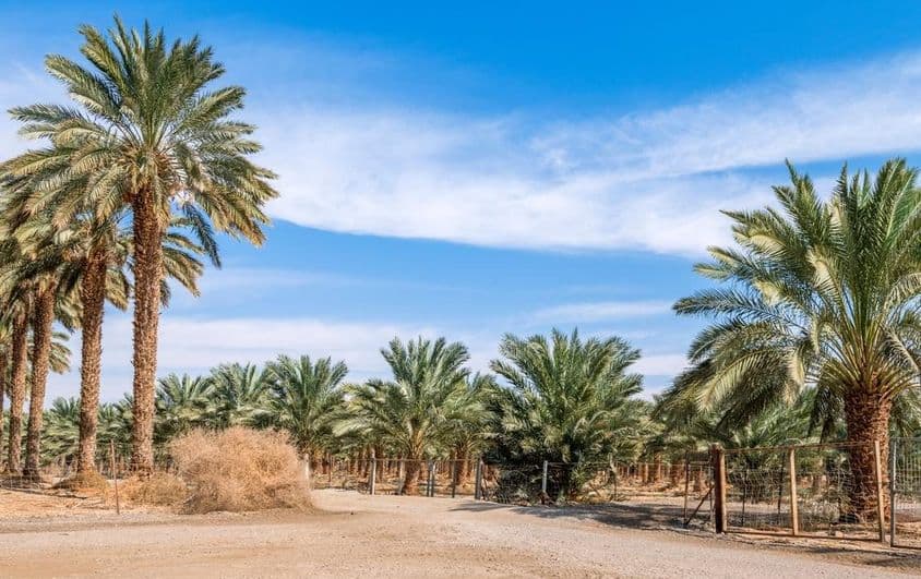 Plantaciones de palmeras datileras con árboles de diferentes edades.