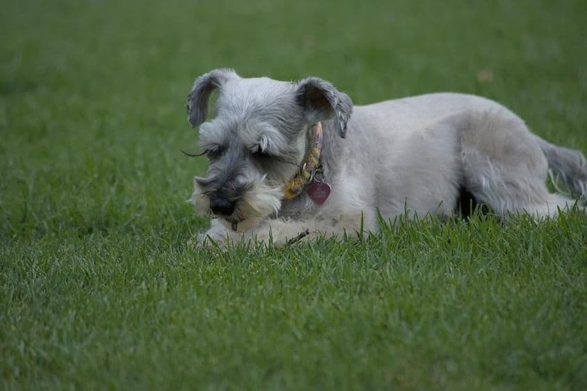 Mini schnauzer descansando en el césped