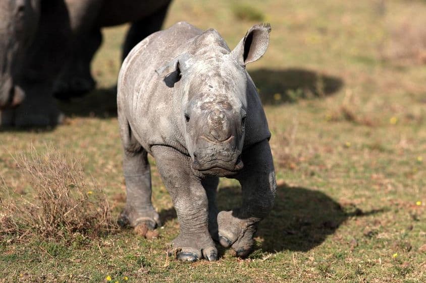 Un rinoceronte blanco recién nacido