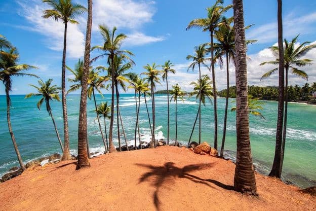 Las palmeras de Mirissa, Sri Lanka